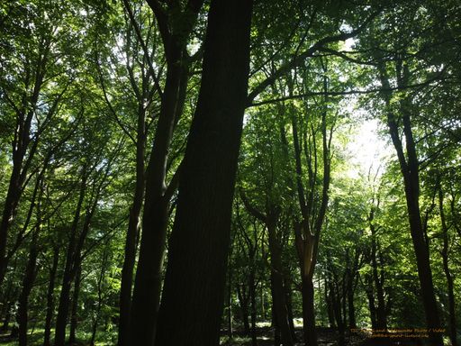 Summer in the Woods
