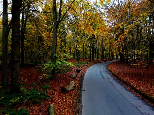 Autumn Colours